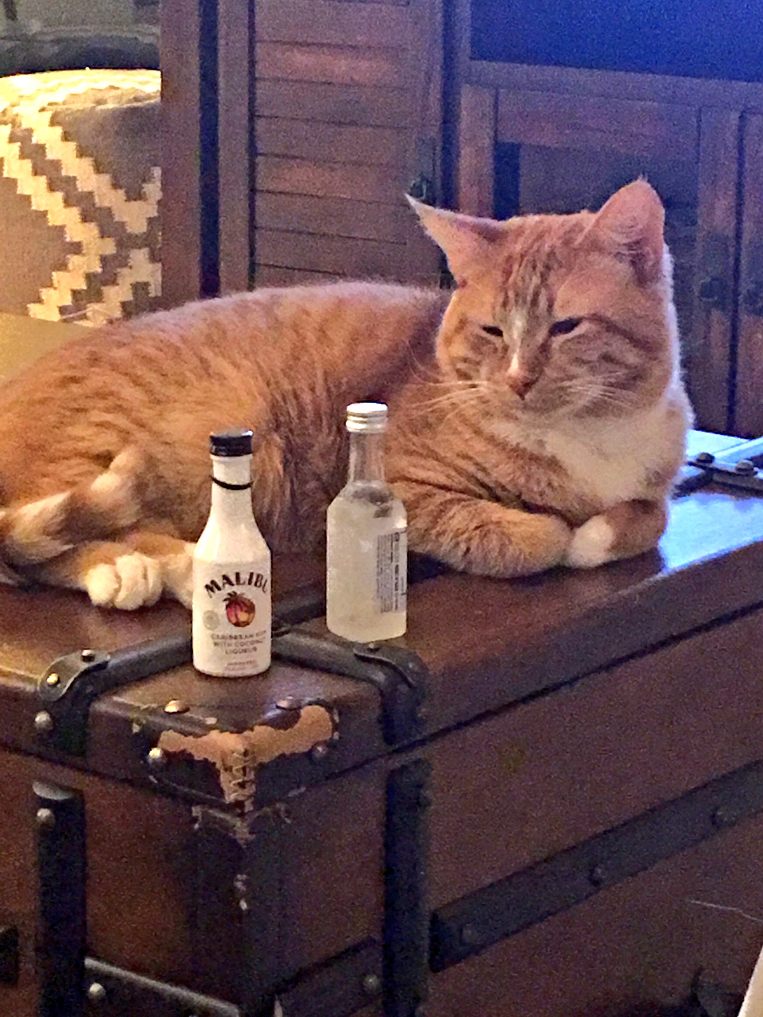 Shane Dawson on Twitter: "MY CAT IS ME…