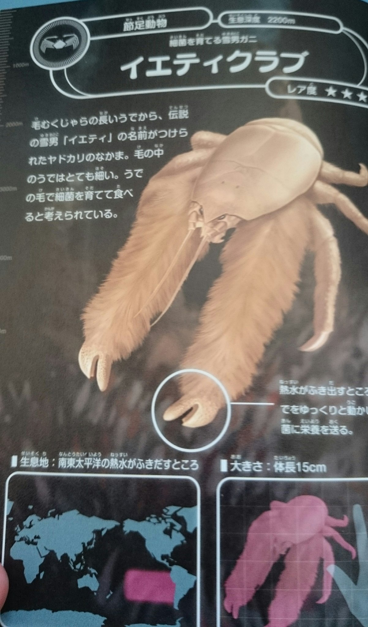Twitter 上的 外道 そとの道 Exdark Law ポケモンサンムーンのケケンカニの元ネタ生物これか 毛喧嘩蟹だけじゃなくなんで雪男なんだよって思ったが イエティクラブっていう深海蟹がいたんだな この深海生物大百科すげーイイゾ写真とイラストが最高 Twitter 上的 外道 そとの道 Exdark Law ポケモンサンムーンのケケンカニの元ネタ生物これか 毛喧嘩蟹だけじゃなくなんで雪男なんだよって思ったが イエティクラブっていう深海蟹がいたんだな この深海生物大百科すげーイイゾ写真とイラストが最高