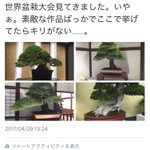 この例えで合ってる？盆栽の例えでこれが適当？!