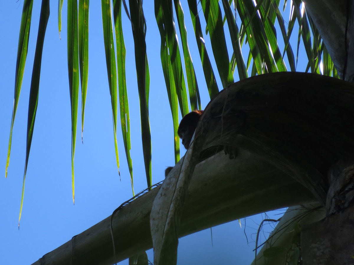 houseboatamazon's tweet photo. The #howlermonkeys here are quick to run - a sure sign of #huntingpressure; these monkeys are usually the most dependable primates to see https://t.co/SiwHzaPGlo