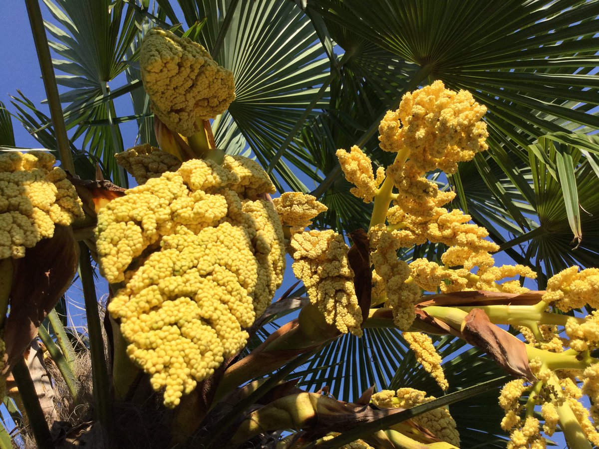 シュロの花 シュロの花