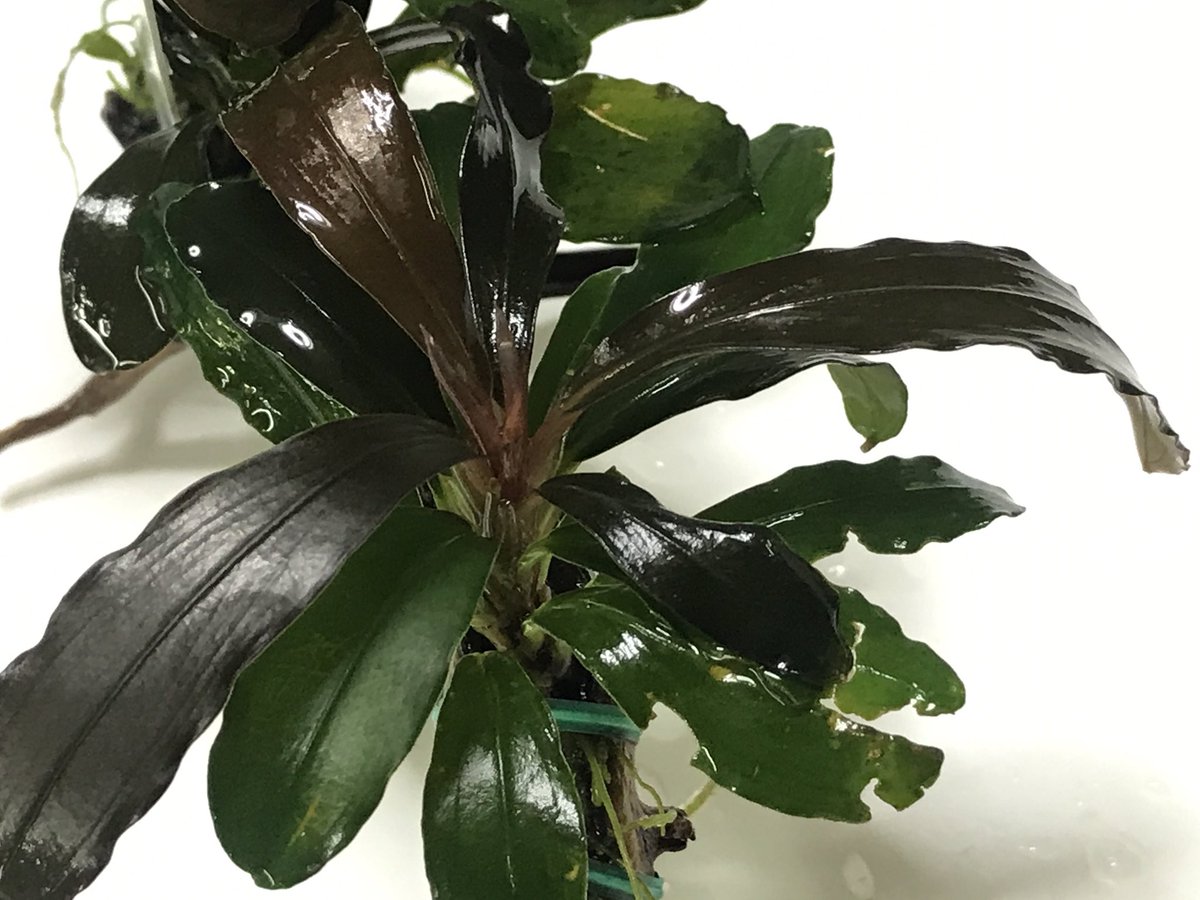 Kenzo 昨年の7月リリースtb便のブセ Bucephalandra Sp Menukung2 沈めて約9ヵ月 O O カッコ良く順調に葉っぱ更新w 上側の黒い葉っぱは水中葉 下側の緑の葉っぱは水上葉 現地葉 Tb便 ブセ 直売 水中 Hw購入 T Co Hgkfwjtsnf Kenzo 昨年の7月リリースtb便のブセ Bucephalandra Sp Menukung2 沈めて約9ヵ月 O O カッコ良く順調に葉っぱ更新w 上側の黒い葉っぱは水中葉 下側の緑の葉っぱは水上葉 現地葉 Tb便 ブセ 直売 水中 Hw購入 T Co Hgkfwjtsnf