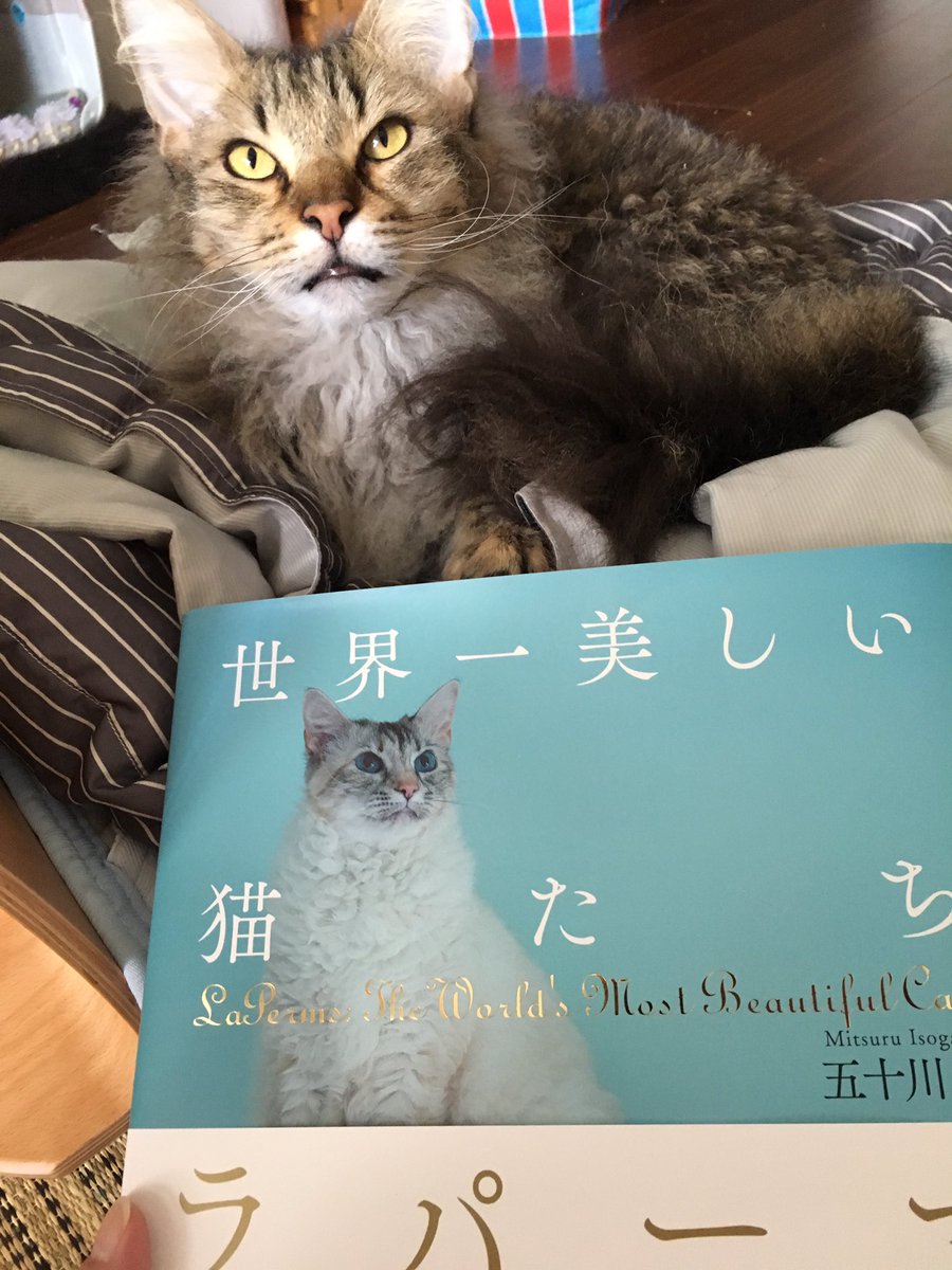世界一美しい猫たちラパーマ Hashtag On Twitter