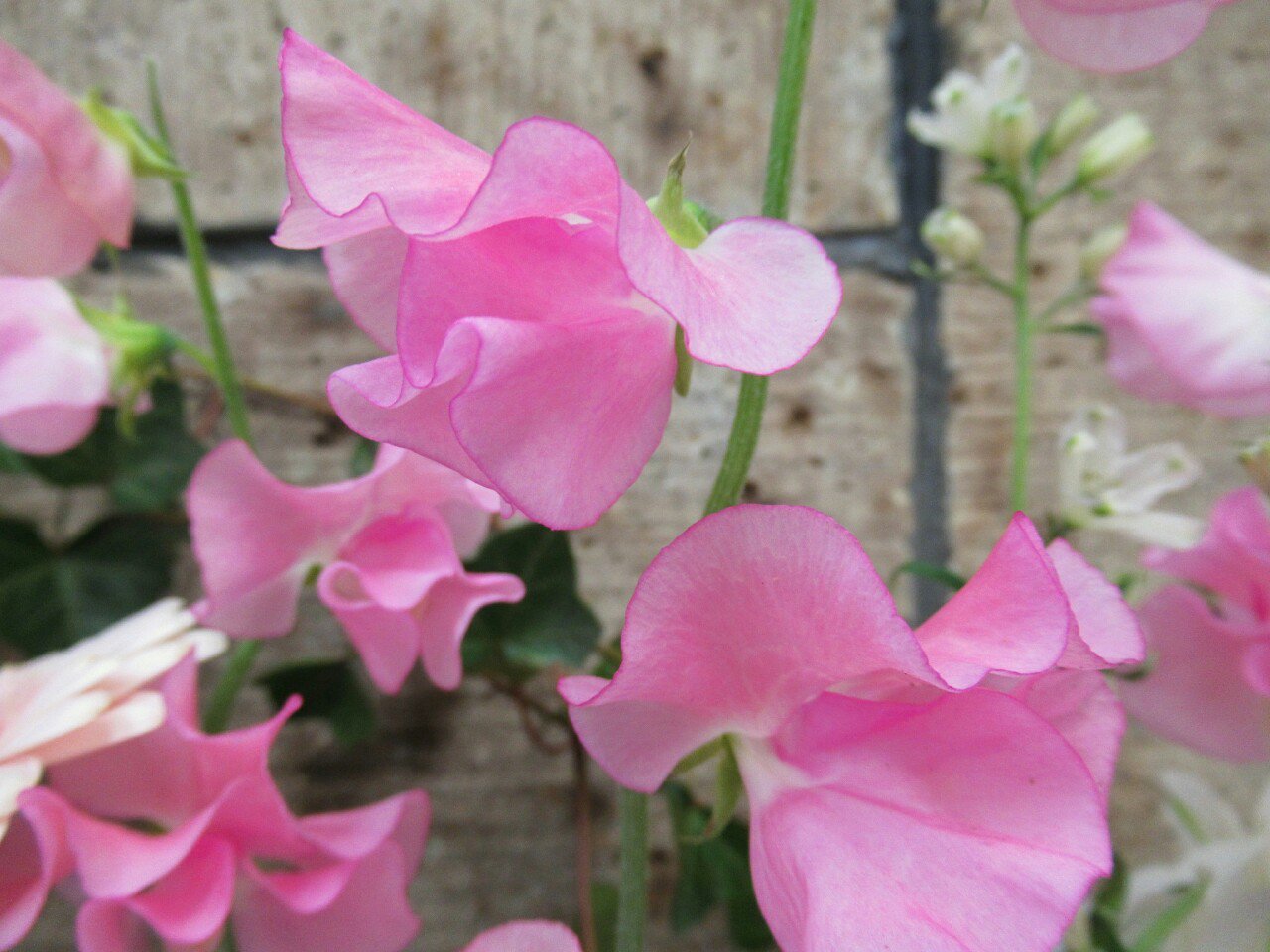 טוויטר 雑草図鑑 準備中 בטוויטר 1 スイートピー マメ科 イタリア原産 つる性一年草 ピーとはエンドウ豆 のことなので 直訳してカオリエンドウともいう エンドウやソラマメに比較的近いが有毒 英国などで盛んに改良されて花色豊富 別種だが夏咲きの宿根