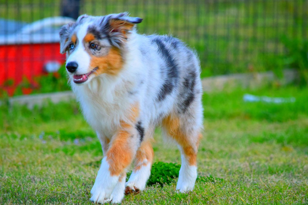 ポンペイ 良さ 優しい オーシー 犬 Loudmouthcustoms Com ポンペイ 良さ 優しい オーシー 犬 Loudmouthcustoms Com