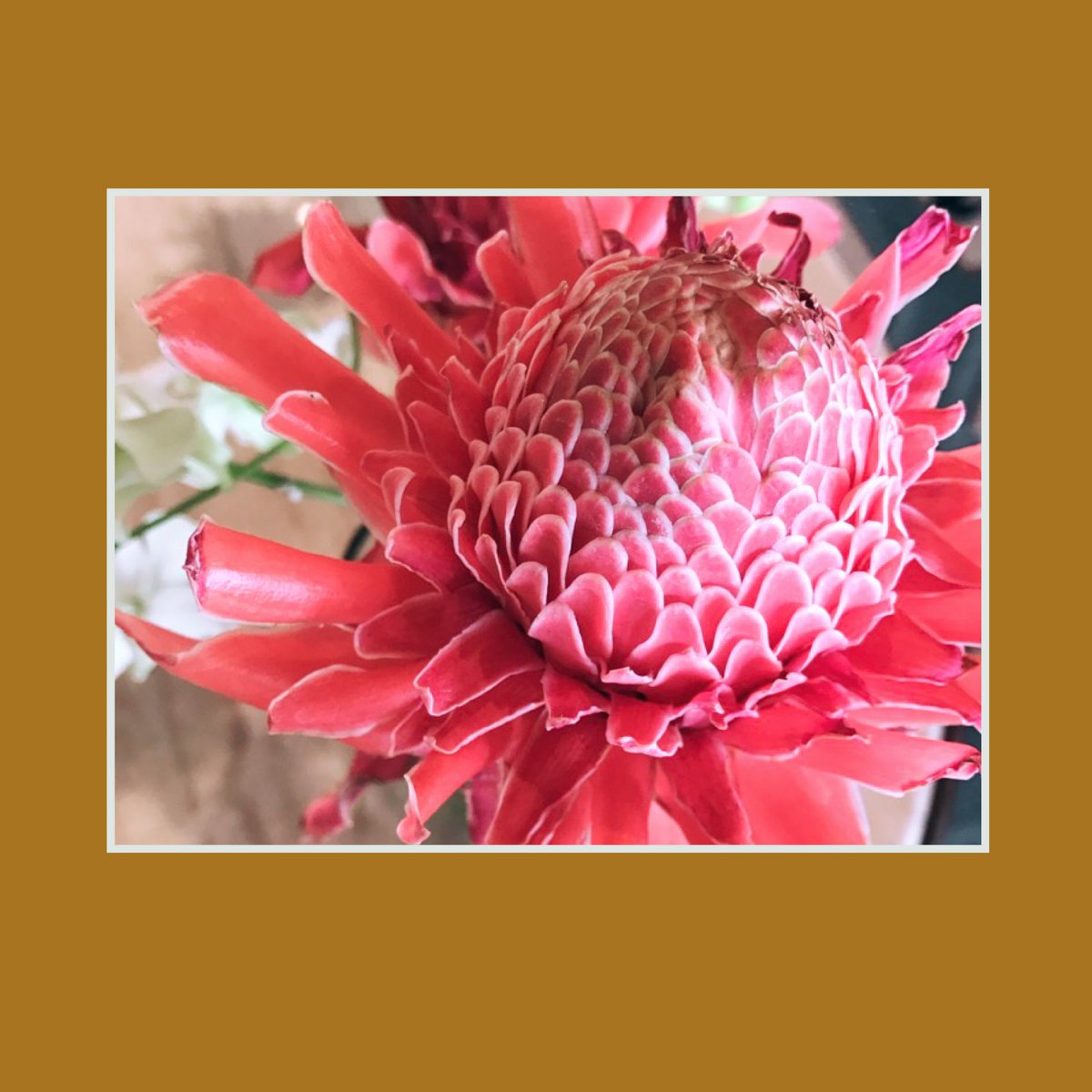 PerfumeLibrary's tweet image. Of all these I and My people?Which am I?A jasmine?A tropical lily?fragrance partners @sachatheshopkeeper @livingfreekolkata @goodearthindia