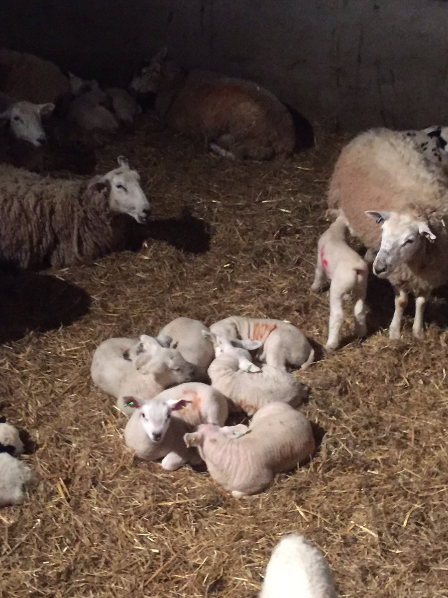 Lambing 2017  about come to an end. One lamb born 2 weeks ago came through the weigh crate yesterday and weighed 16.6 kg!! #sheep365 #sheep