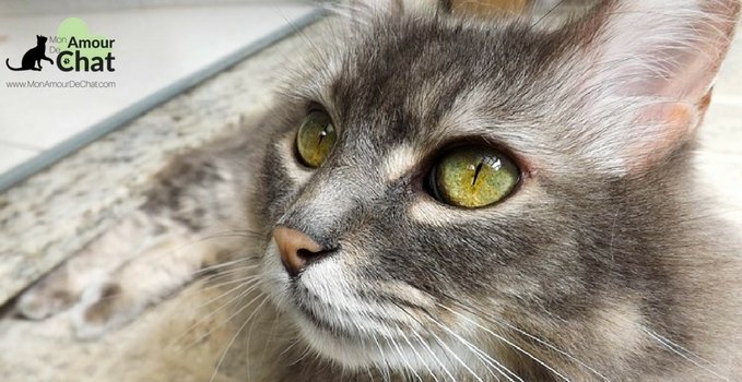 MonAmourDeChat's tweet photo. La stérilisation des chats est souvent sujet à discussion. Cependant, c'est une opération nécessaire pour le confort de l'animal et pour so… https://t.co/04dwnnOcu8