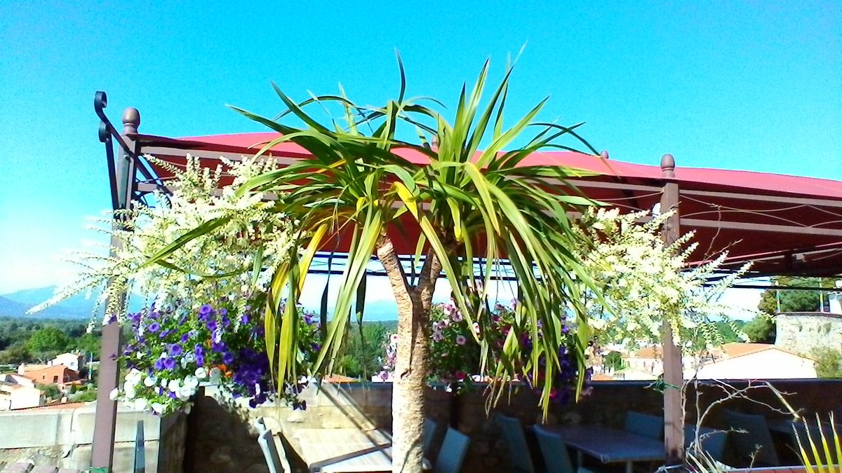 Carasol (Carasol7) Twitter