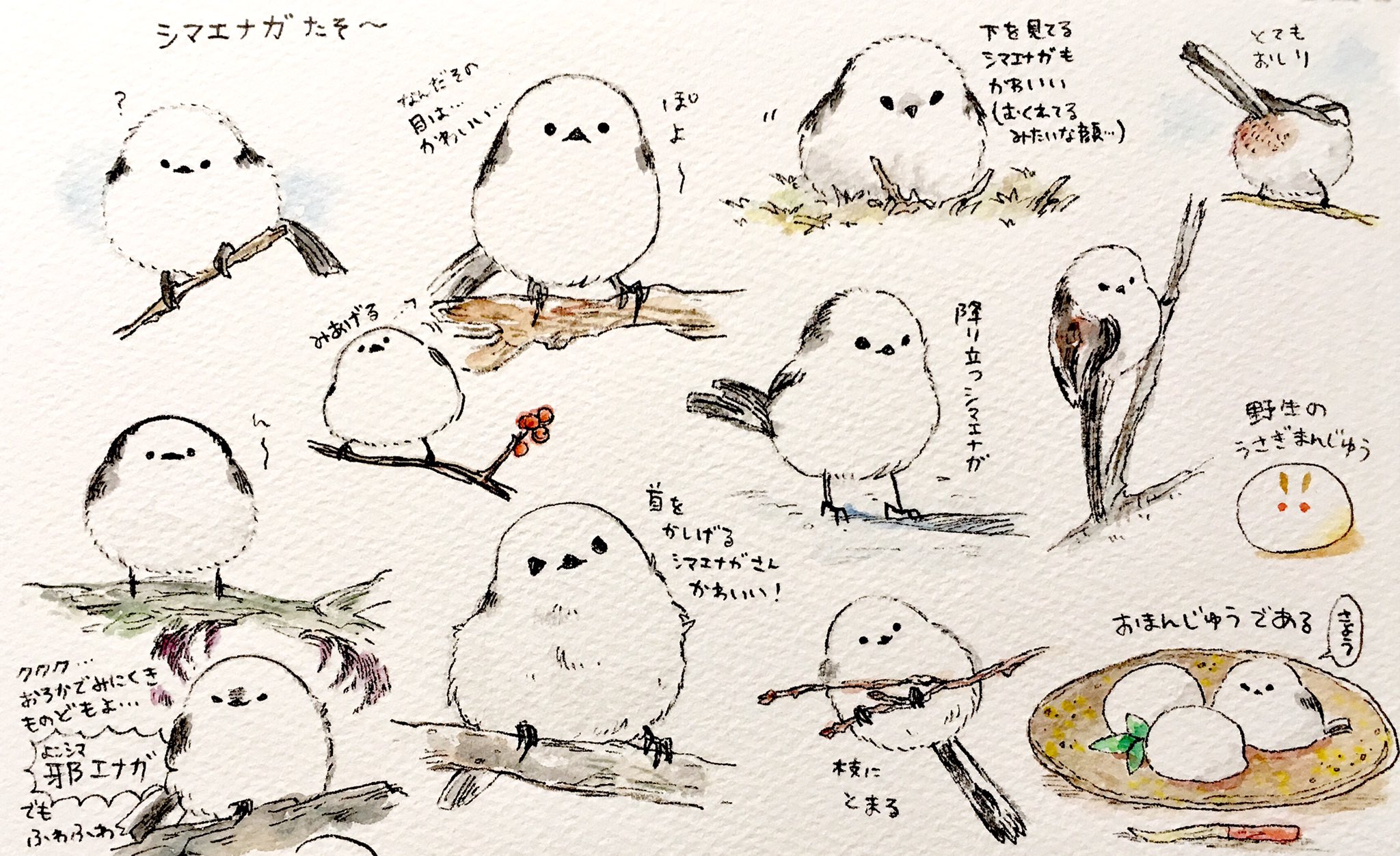 るるてあ シマエナガ先輩 るるてあ シマエナガ先輩