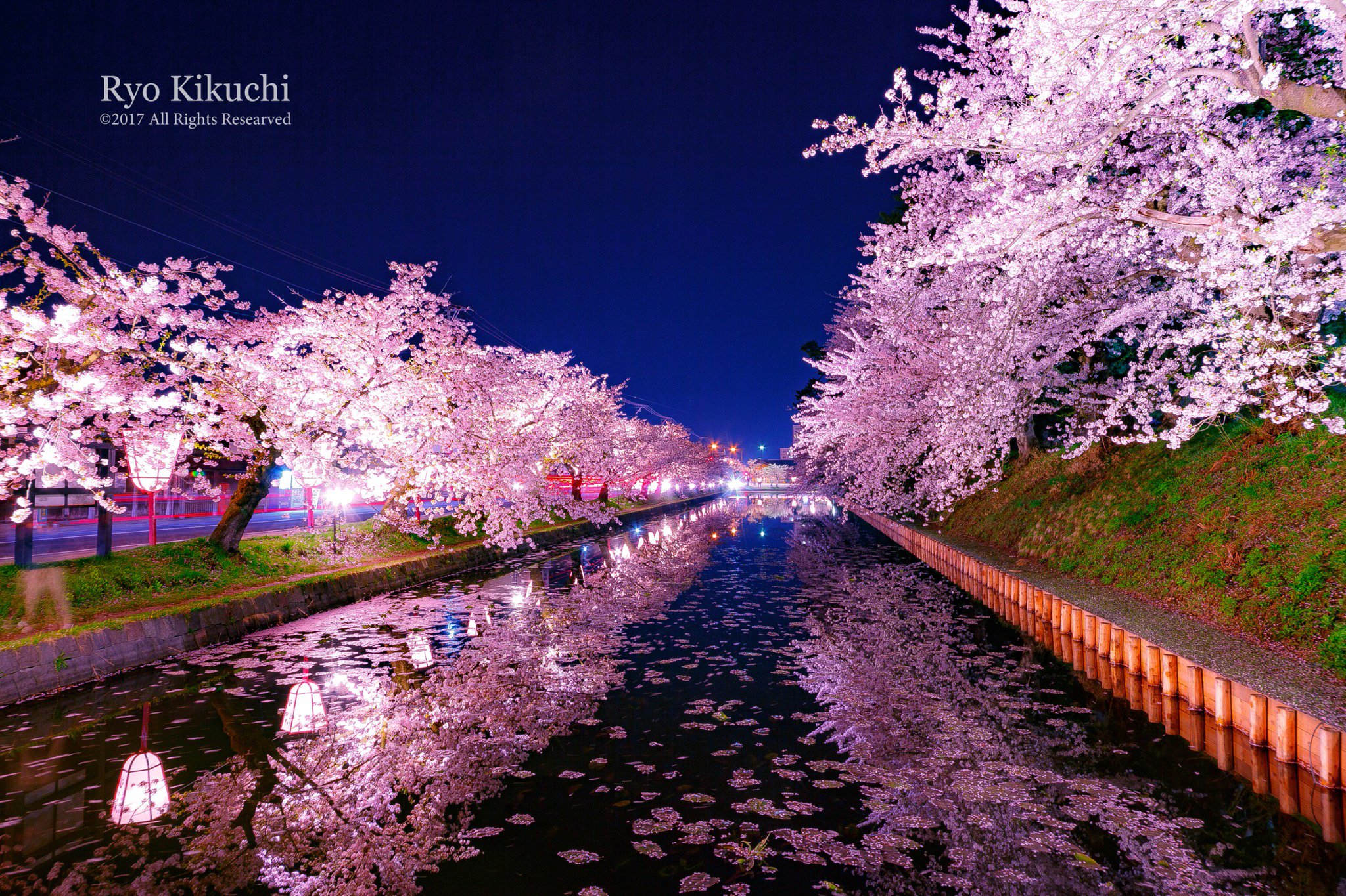 菊池遼 弘前城の桜は綺麗でした Sakura 桜 弘前 桜まつり 青森
