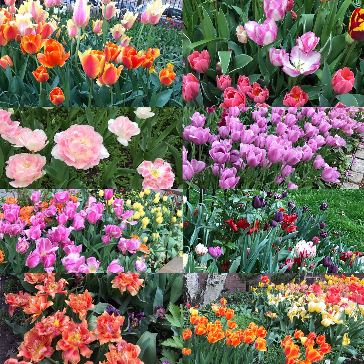 Enjoyed #tulips #tulipfestival @westsidecommunitygarden #westsidecommunitygarden #upperwestside 🌷🌷🌷