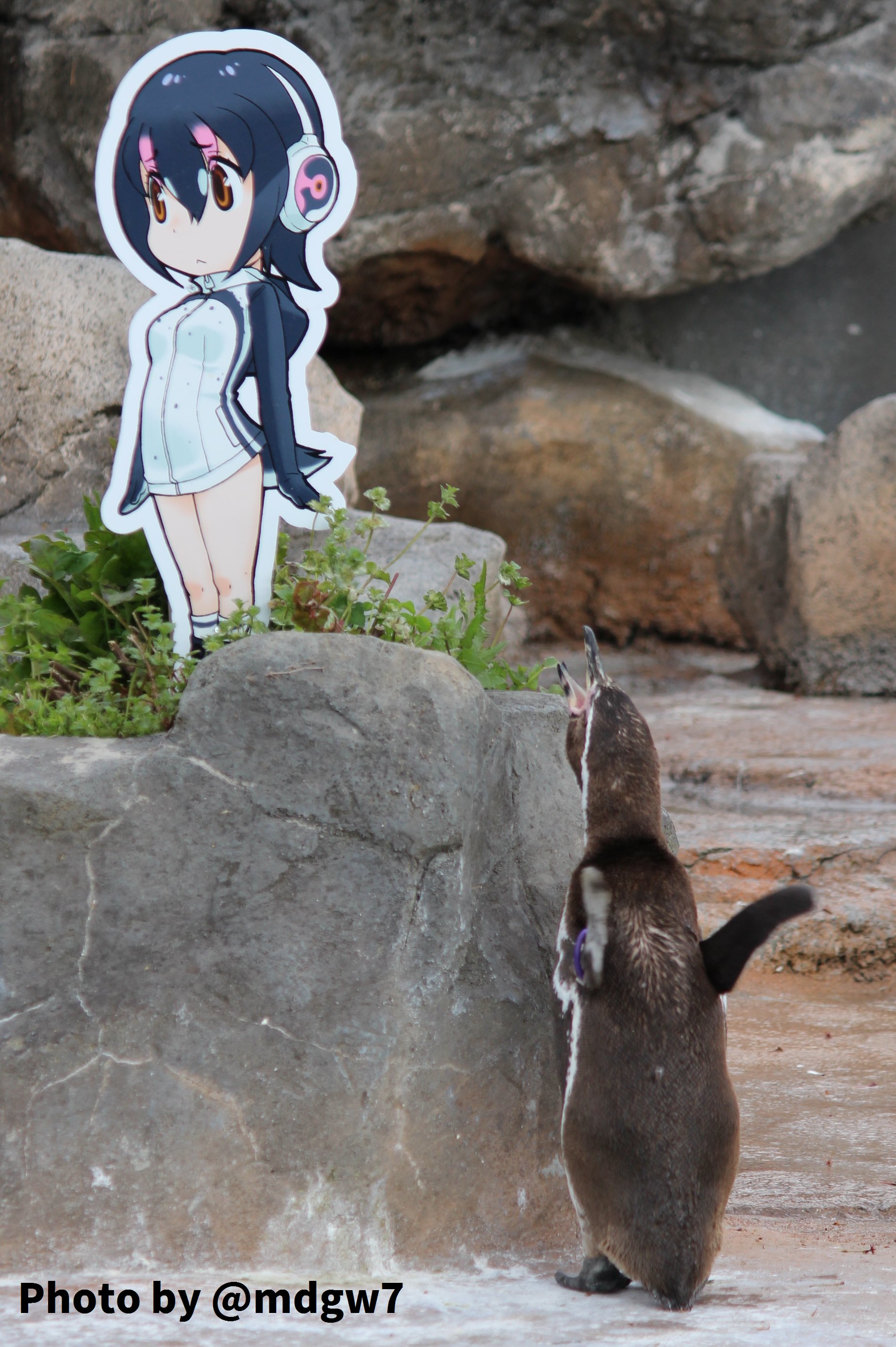 窓木 ペンギンの求愛のポーズについて調べたら 上をむいて背を伸ばし羽を広げて鳴く というものらしいけど もしかしてグレープ君 フルルに求愛してる 東武動物公園 けものフレンズ T Co Hoxtj4hod8 Twitter