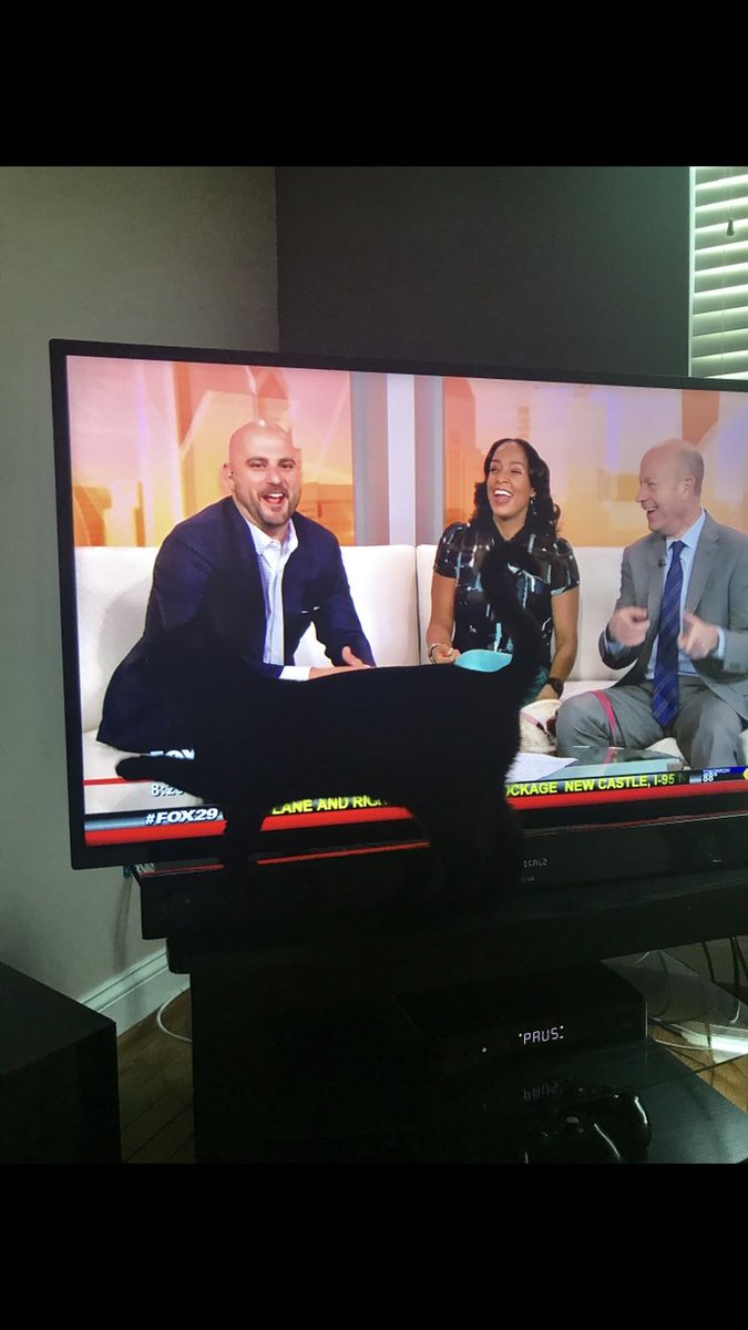 Kelly3587's tweet photo. Jade is loving the show today 😸 #fox29goodday @Sean_Brace https://t.co/lVPxcWvBPR