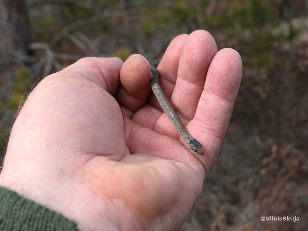 vakar biju vietā, kur sastopami reti čūžiņi. Šis gludenās čūskas čūskulēns ir laimīgi pārziemojis. Slīteres NP, 28.04.2017.