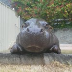 はいポーズ!ステキなポージングを披露してくれる東山動物園のコウメちゃんw
