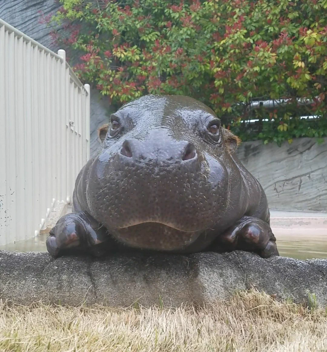 はいポーズ！ステキなポージングを披露してくれる東山動物園のコウメちゃんw
