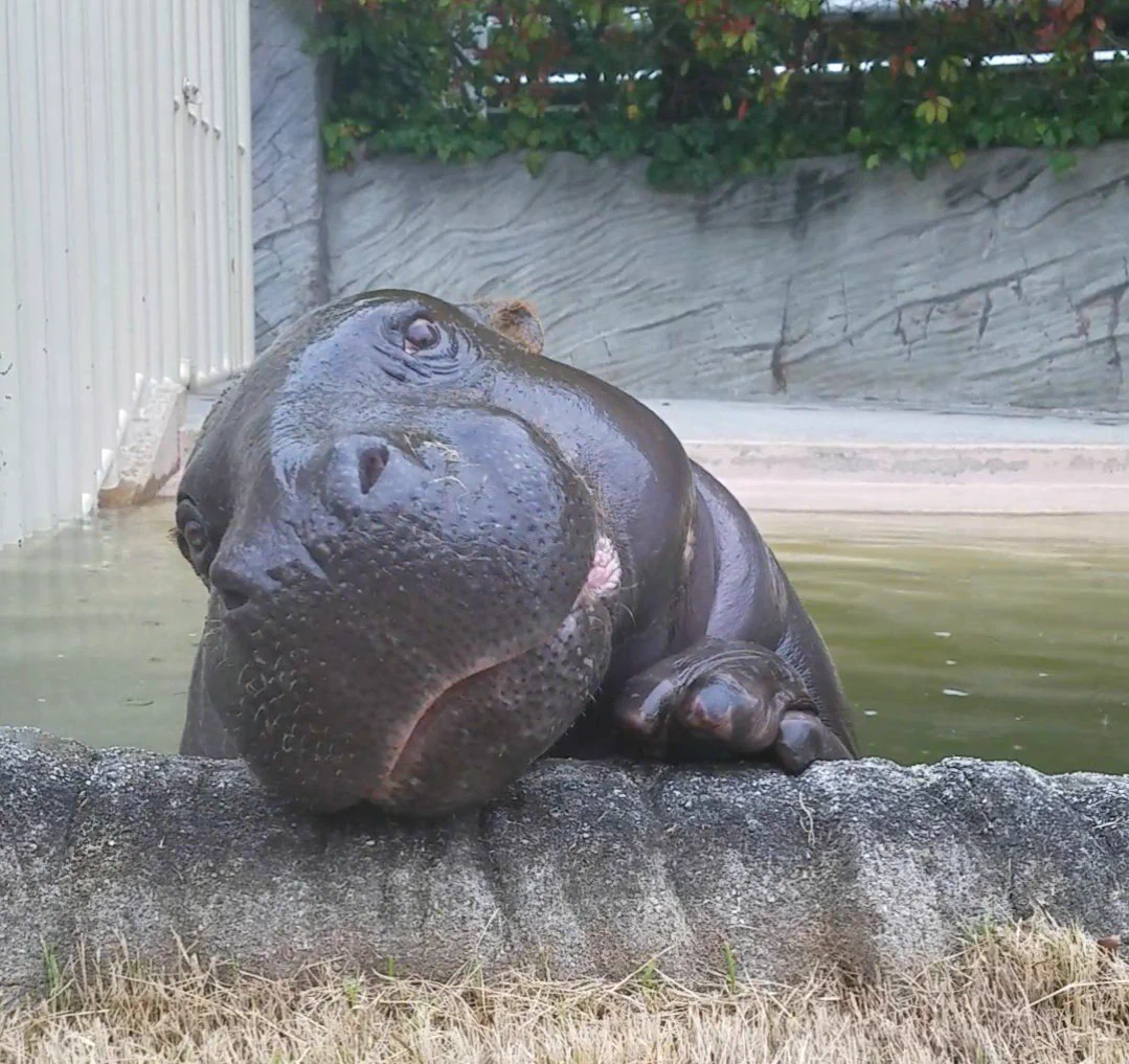 はいポーズ！ステキなポージングを披露してくれる東山動物園のコウメちゃんw