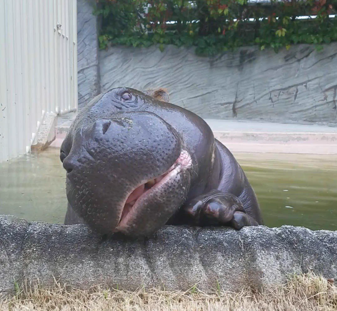 はいポーズ！ステキなポージングを披露してくれる東山動物園のコウメちゃんw