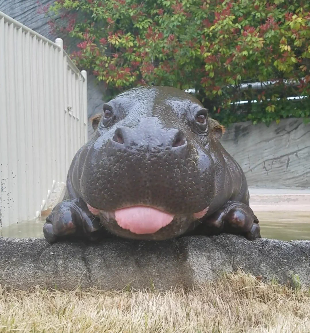 はいポーズ！ステキなポージングを披露してくれる東山動物園のコウメちゃんw