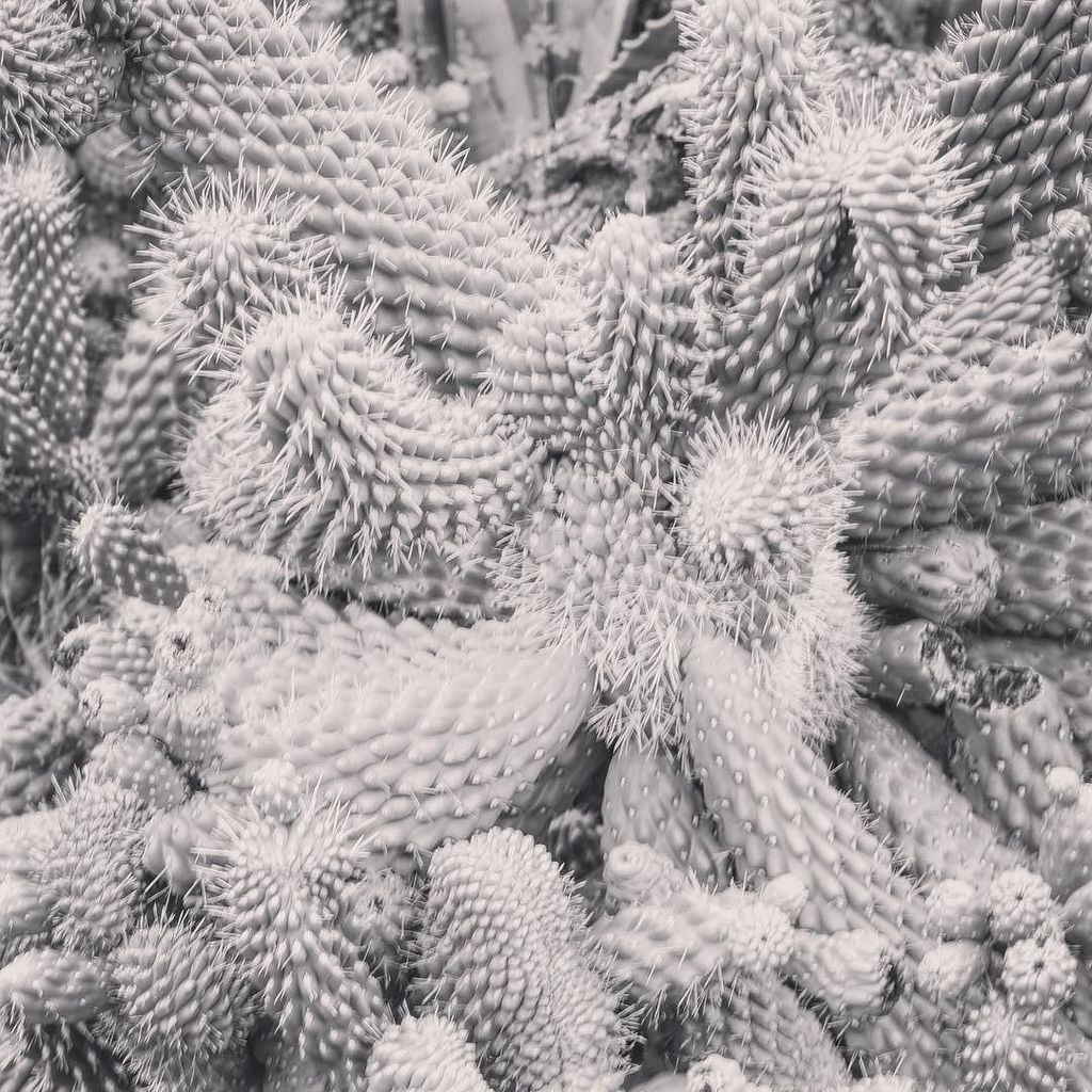 FormosaImages's tweet image. #cactus what a drive, but well worth it #patchewollock ift.tt/2pIuThO