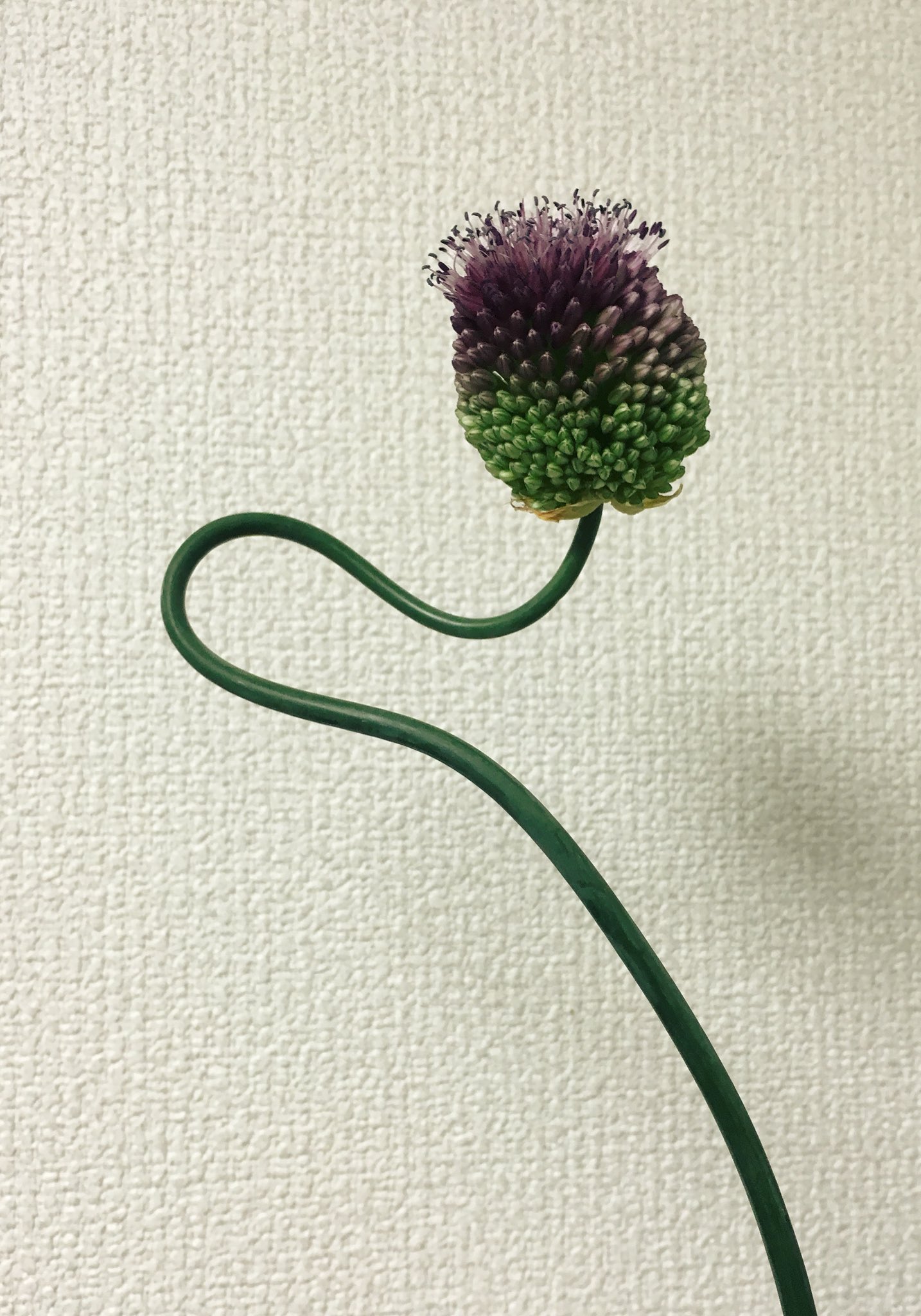 Fuzino 相模国 この花はタンチョウアリウムです 開花期は4月中旬 6月 今お花屋さんに行くと置いてあるはず 茎のうねうねは1本1本違って面白い T Co Siyspzz5x9 Twitter