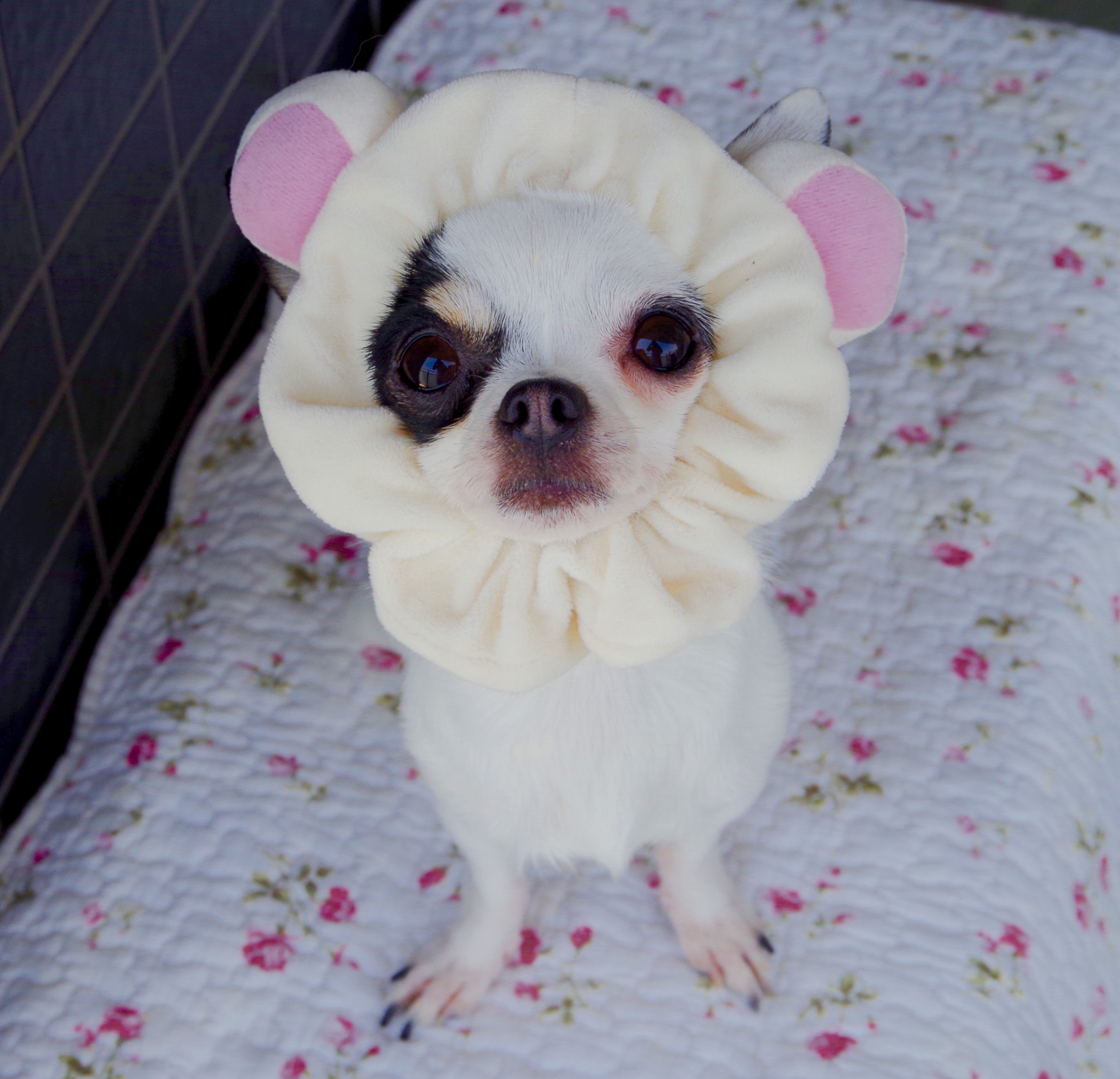 シュピシュピ コリラックマ チワワ Gw コスプレ リラックマ 変身 犬 T Co Cxp1llyrg0 Twitter