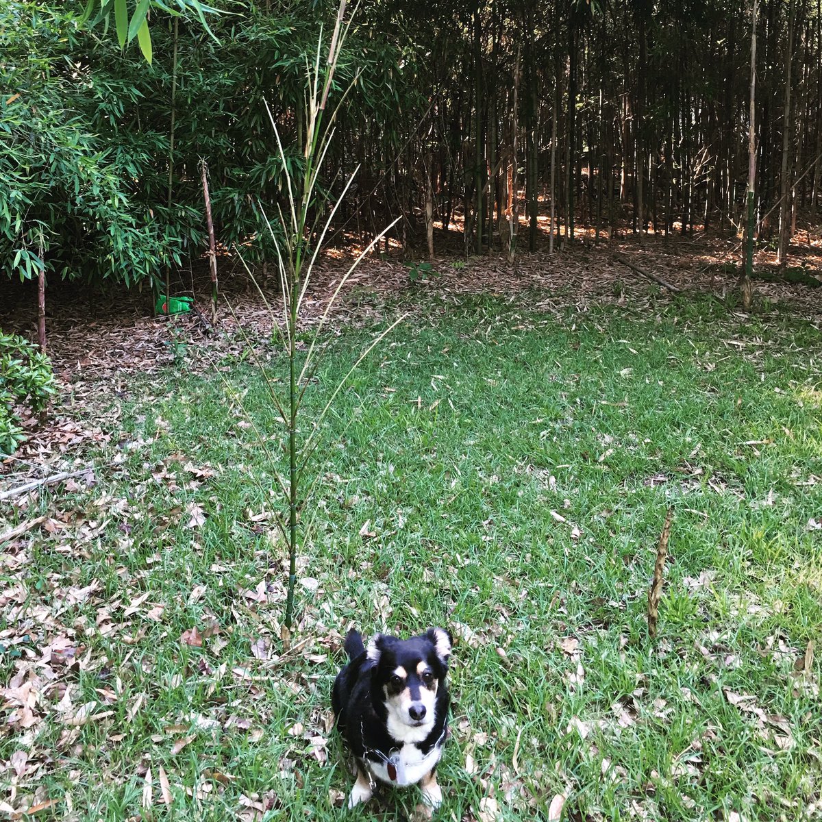 Bamboo not visible less than 2 weeks ago--to this! #littleredcottageinthewoods #bambooforest #corgiadventures  #MissCookie