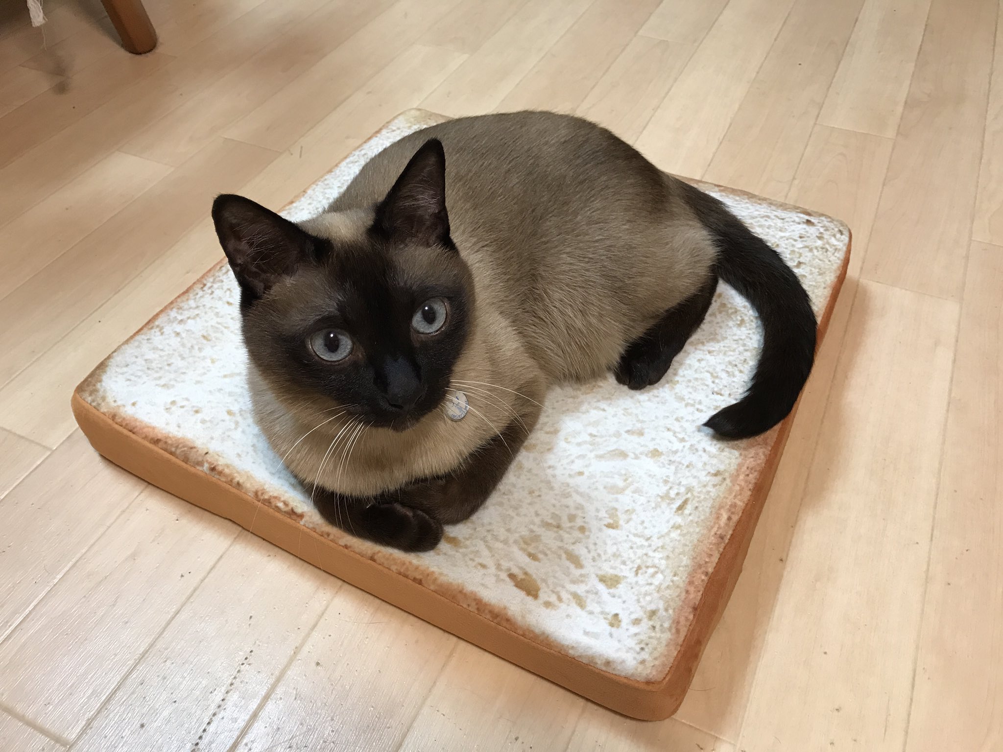 杏露 しんる ニトリで買った食パンクッション うちの猫たち みんな気に入った様子です この後交代で 順番に座っていった ニトリ 低反発シートクッション 食パン シャム 猫 T Co 7gjetonojl Twitter