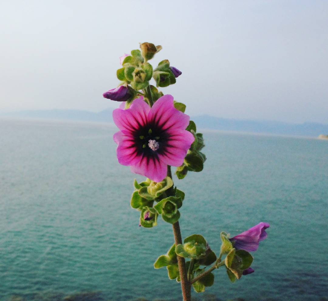 Tysntny's tweet photo. Saw this beautiful flower yesterday on my trip. 💕 #Myphotography #Flower #Logas #Logasbeach #Corfu #Greece #purple… https://t.co/48ahTwaF1c https://t.co/lu6wIsdTR8