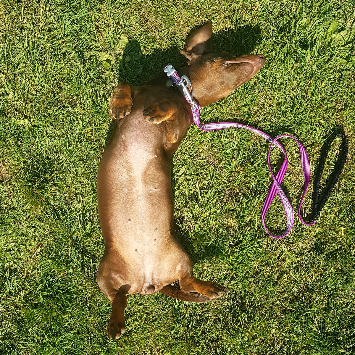 ediesausage's tweet photo. Just topping up my tan after agility class! 😎😂☉🙈💜 https://t.co/E2guMqL1VZ