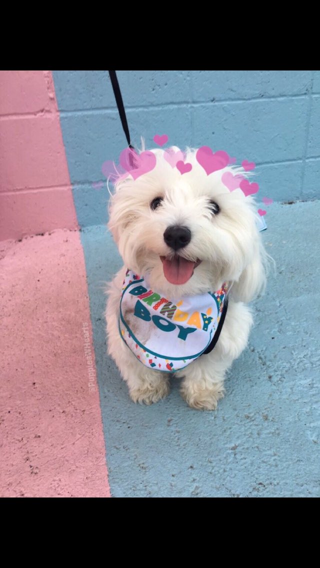 DailyDogs__ tweet picture