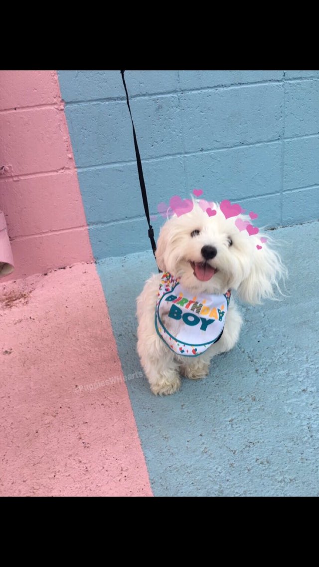 DailyDogs__ tweet picture