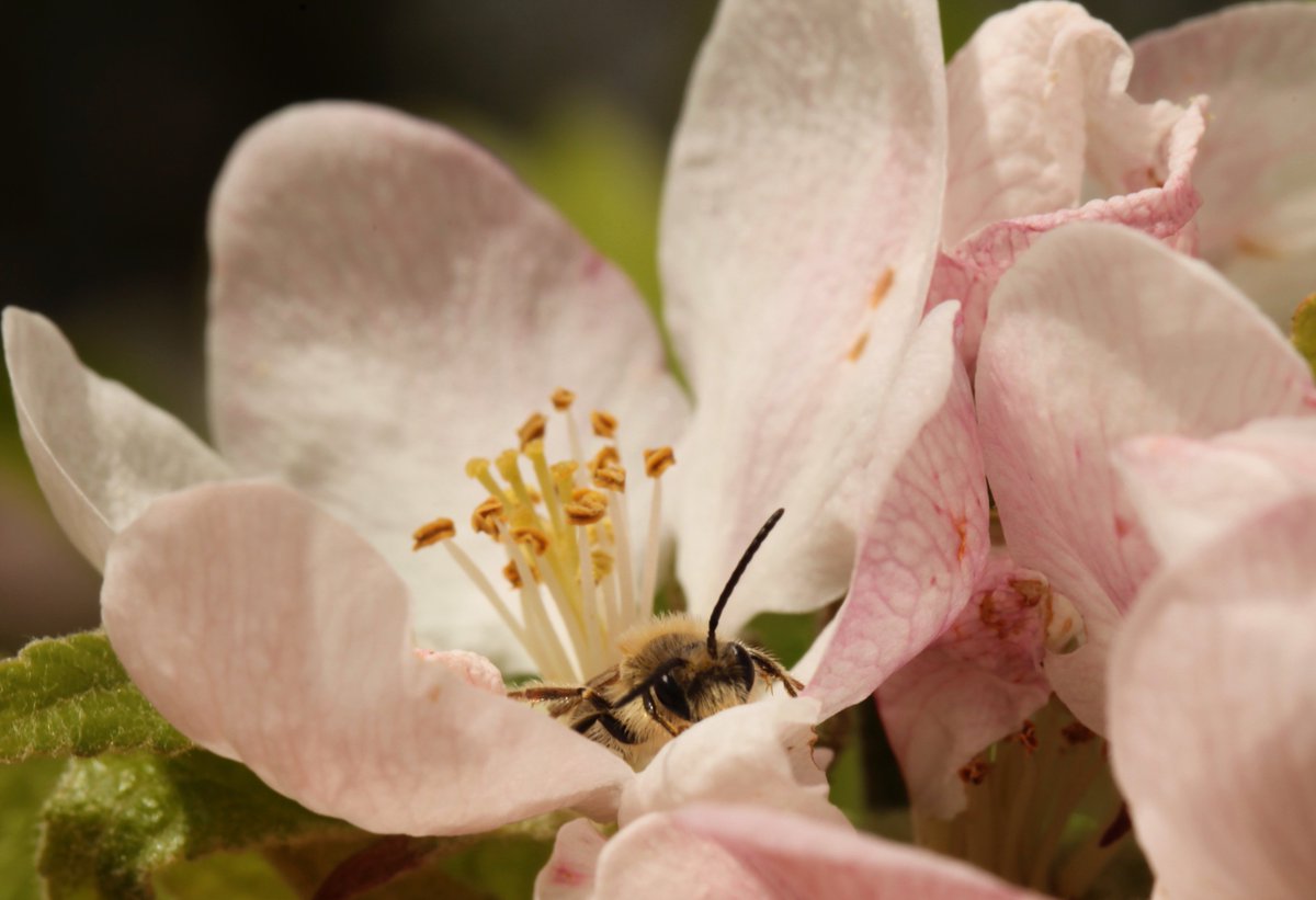 B_Strawbridge's tweet photo. I'm talking '#bees' tomorrow in #Putley, #Herefordshire - do come along if you can :) https://t.co/hR81IIsMQ7 #pollination #orchards https://t.co/FYMx2SUozU