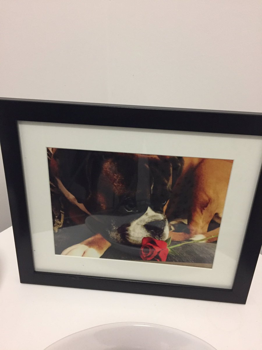 RalphTheBoxer's tweet photo. From my other favourite aunty @SlbSpud #alreadyframed ❤️🐾 https://t.co/QT9VwRda4a