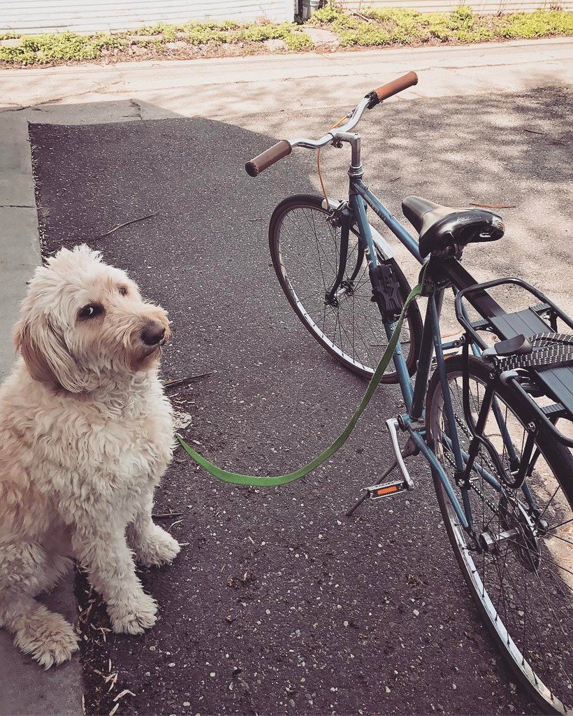sumcoding's tweet image. Going for a quick ride. Chihiro looks real excited about it 😝#chihiro 
#biking #bikingwithdogs #goldendoodle ift.tt/2qiVxuw