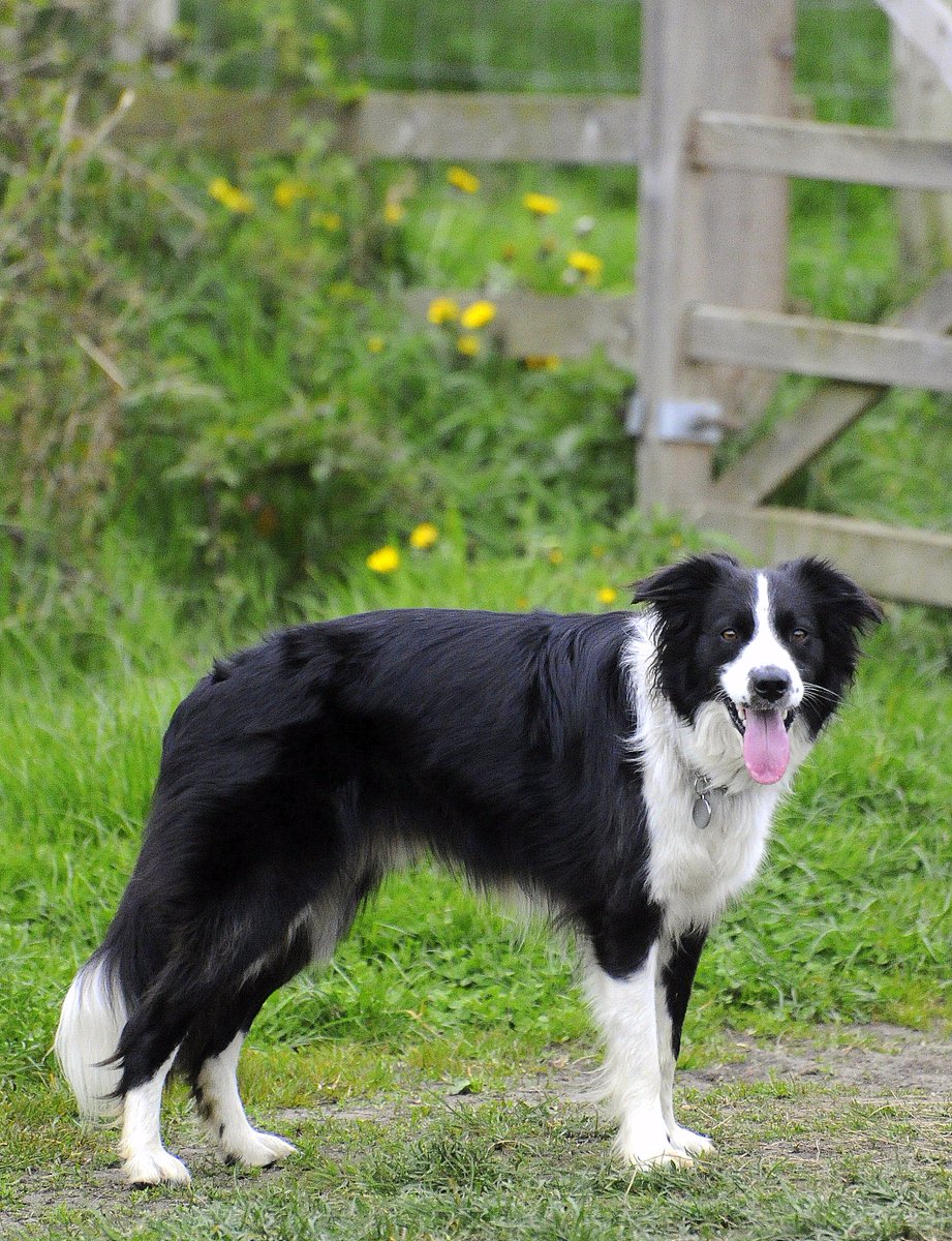 brigthecollie's tweet photo. Dad.. This isn't a shopping street in Leeds!!! #Brig_gate #brig #gate #ardengrange #bordercollie #rescuedog https://t.co/yqtWaTgEt0