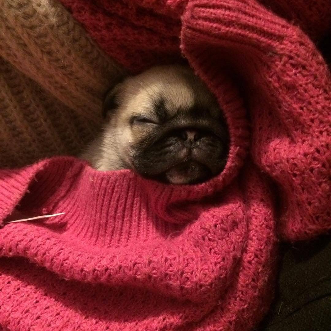 PugDailyClub's tweet image. I could spend the rest of my life with pugs💙

#pugdaily #pugs #pug #cute #puglover