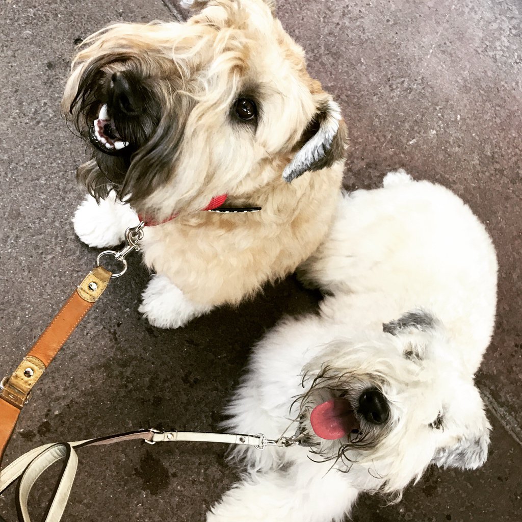 foodvibe's tweet photo. Wow! Service DEFINED! Luz brought the puppies a bowl of BACON! We are now devotees @CurrantSD @TheSofiaHotel https://t.co/x5WNuwbcmI