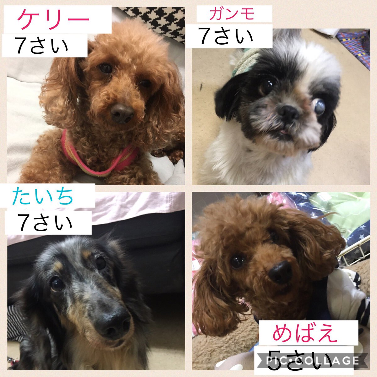 保護犬カフェ 天神橋店 おはようございます 本日4 30の保護犬 保護猫ちゃん達です より沢山の方に 保護犬猫と触れ合って頂くために 満席が続いた場合 2時間以内のご利用をお願いする場合もございますので ご理解 ご協力をお願い致します 素敵