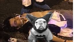 Cooper The Superdog Superdog Cooper Twitter Cooper The Superdog Superdog Cooper Twitter