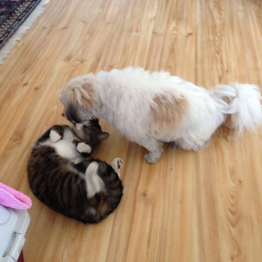 Hunden miss Maggie hälsar katten Smurfan Välkommen!