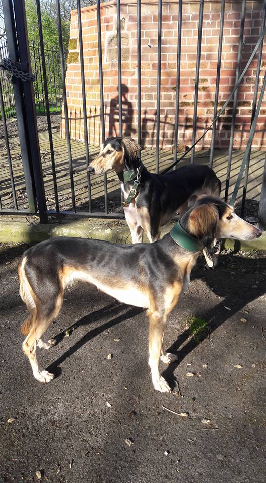 JabMove's tweet image. TIA { LADY TIA OF LANARK }  MOTHER......IGI {SWIFT IGI OF LANARK } SON.....