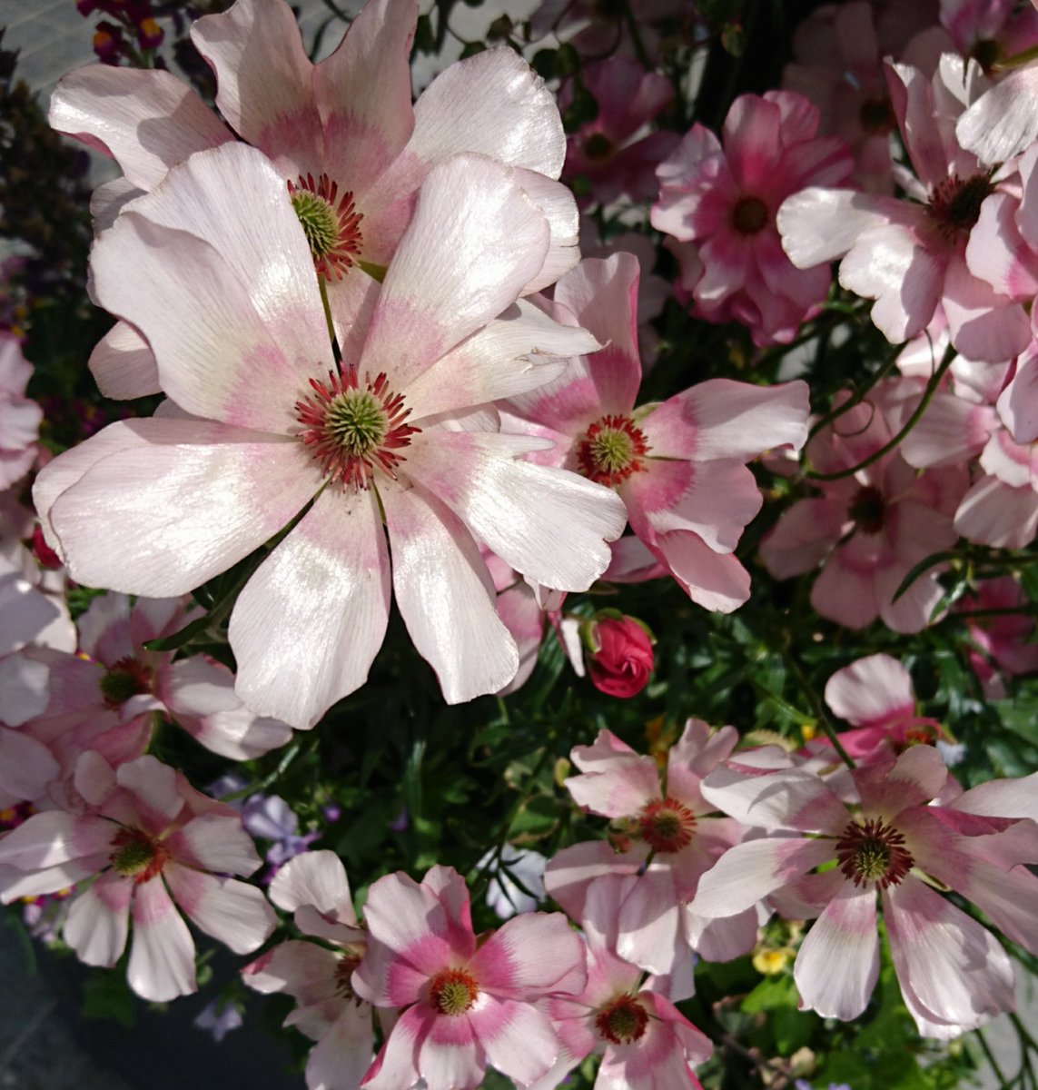 望月穂積 Sa Twitter Ranunculus 花金鳳花 キンポウゲ科 球根 花期 ３ ５月 ラナンキュラス の意味は蛙 多くが多湿の場所を好むことと葉が蛙の足に似てるから 写真はraxという園芸種 当初はピカピカ ラナンキュラスと呼ばれていたそう 花言葉はとても魅力的