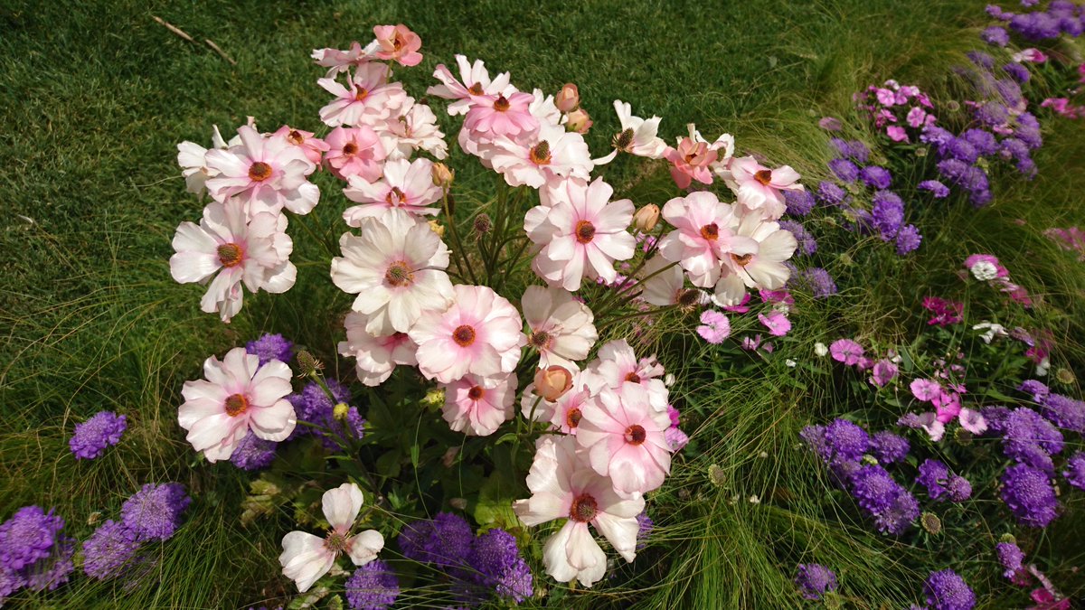 望月穂積 در توییتر Ranunculus 花金鳳花 キンポウゲ科 球根 花期 ３ ５月 ラナンキュラスの意味は蛙 多くが多湿の場所を好むことと葉が蛙の足に似てるから 写真はraxという園芸種 当初はピカピカ ラナンキュラスと呼ばれていたそう 花言葉はとても魅力的 光輝