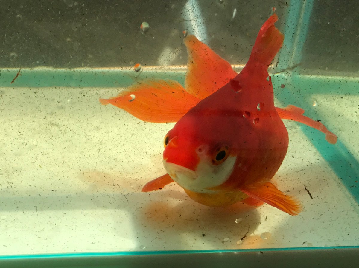 どん あき 久々ですね 気温がだいぶ上がったので 外の甕をメンテナンス ついでに冬越しした金魚たちの体調チェックしました 琉金の虎徹は大暴れ 黒らんちゅうはサイズ変わらず パールスケールとの間に生まれた虎徹の子供は だいぶ大きくなった