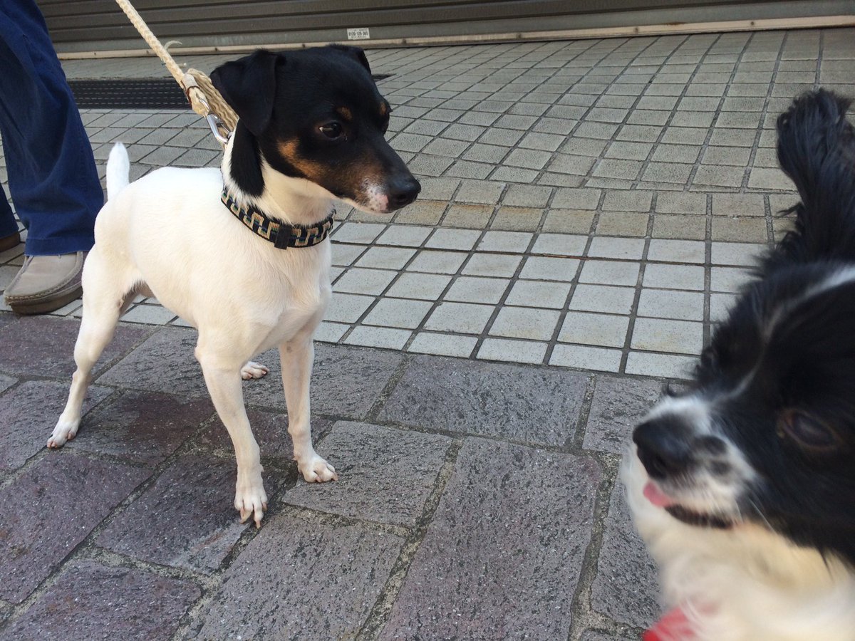 珍しい犬種 Twitter Search 珍しい犬種 Twitter Search