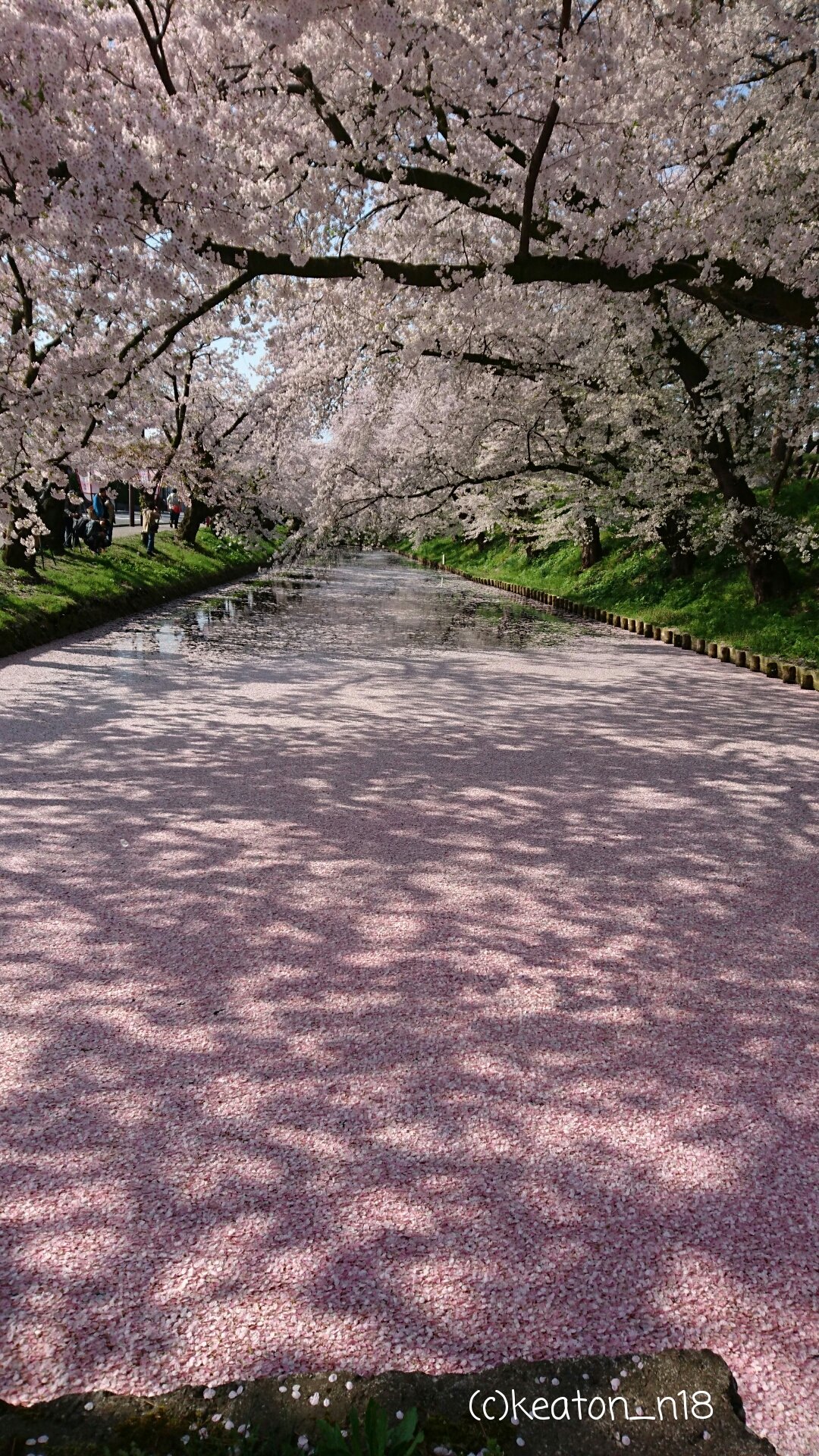 黙翁日録 さくらの便り 弘前公園外濠の 花筏 桜吹雪舞う中で 高山祭春秋屋台総曳き揃え
