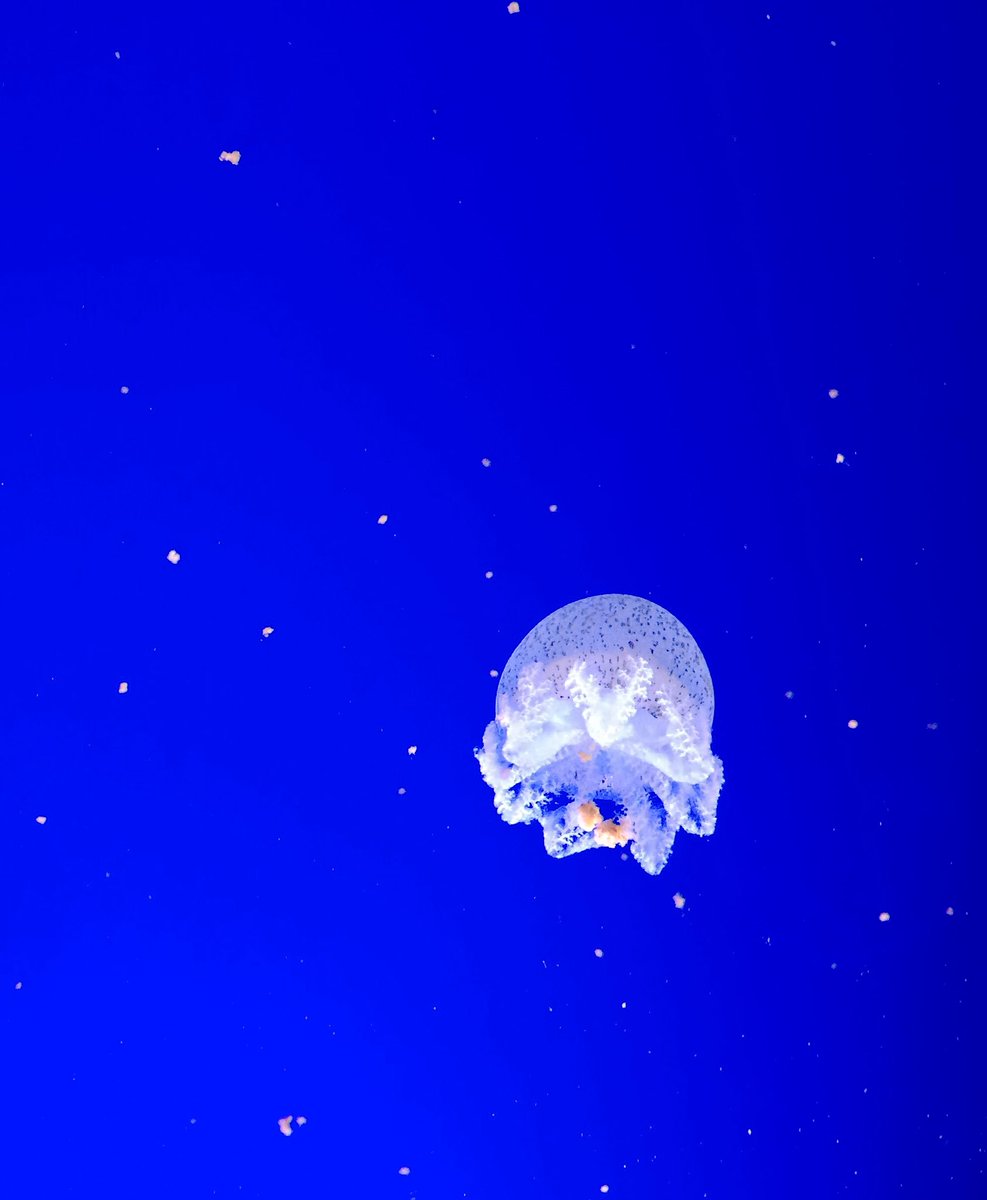 ACUARIOSESP's tweet image. ¿Dónde estoy? PRÓXIMAMENTE EN EL CANAL!