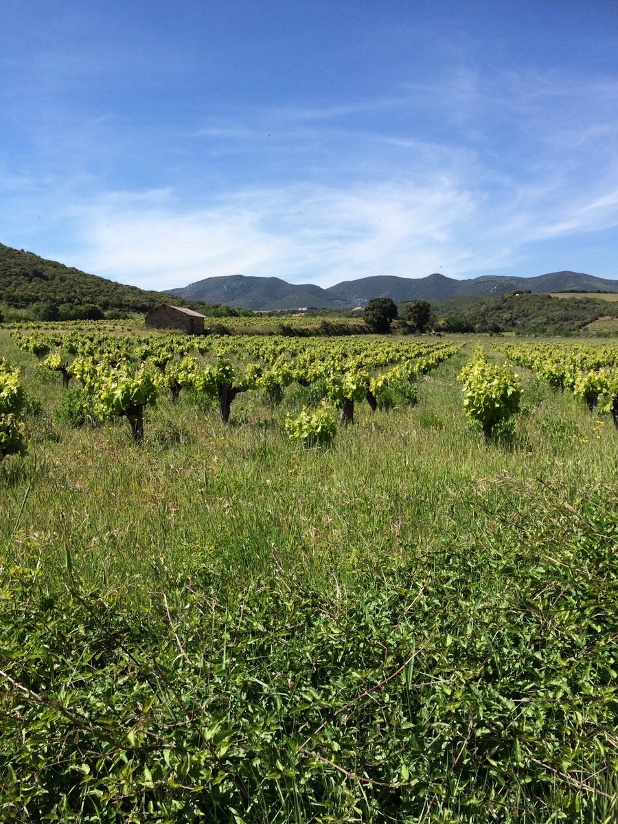 Belle_Provence's tweet image. Bon dimanche from Languedoc! @ChateauAutignac #inthevines #familyroadtrip #southoffrance